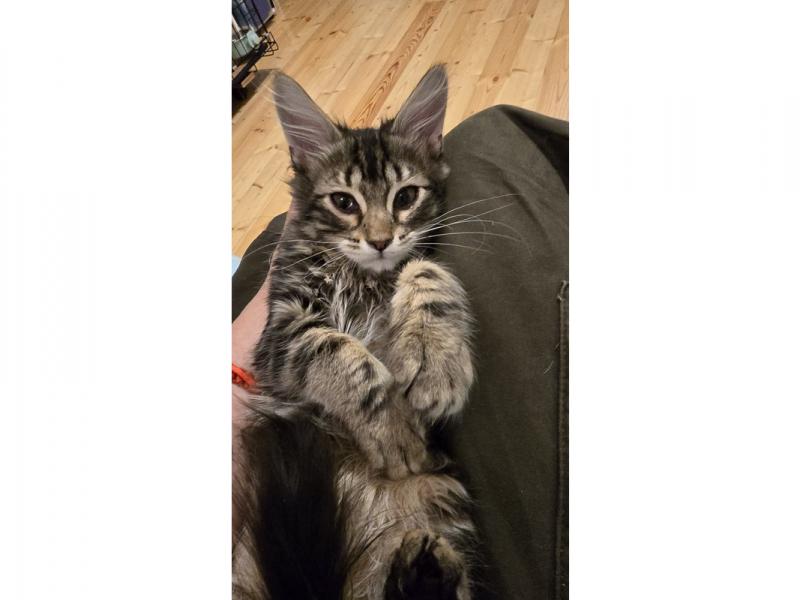 В дар кошку