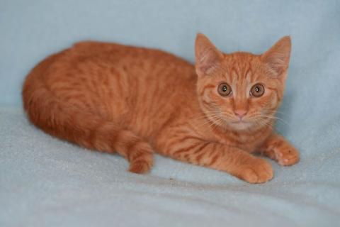 В дар кошку. Котята: ярко-рыжий, метис мейн-куна и русской голубой в дар. Фото4