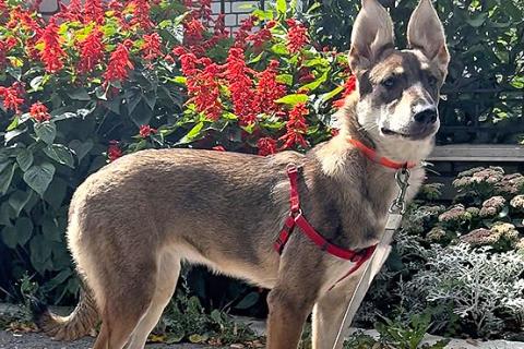 В дар собаку. Очаровательная девочка-щенок Марта ищет дом и любящую семью. Фото2