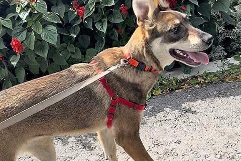 В дар собаку. Очаровательная девочка-щенок Марта ищет дом и любящую семью. Фото3