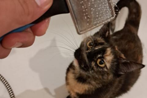 В дар кошку. Чешуйчатая черепаха кошка Мила в дар. Фото3