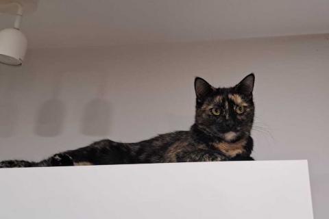 В дар кошку. Чешуйчатая черепаха кошка Мила в дар. Фото4