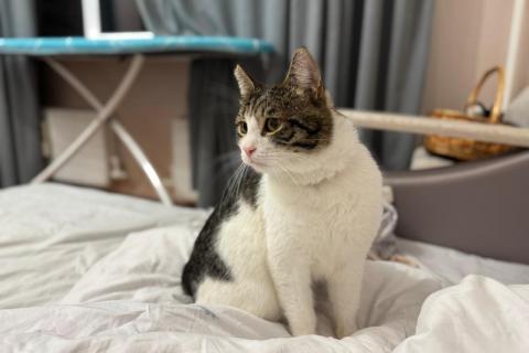 В дар кошку. Очень срочно ищет дом котик РУБЛИК. Фото4