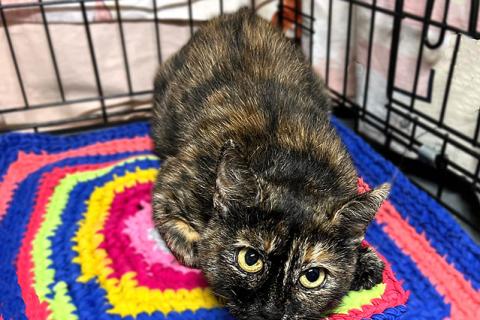 В дар кошку. В добрые руки черепаховая кошечка Муся. Фото1