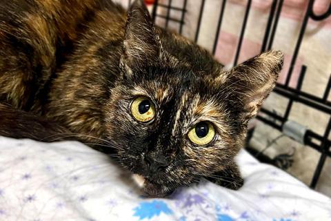 В дар кошку. В добрые руки черепаховая кошечка Муся. Фото3