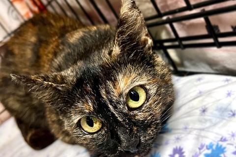 В дар кошку. В добрые руки черепаховая кошечка Муся. Фото4