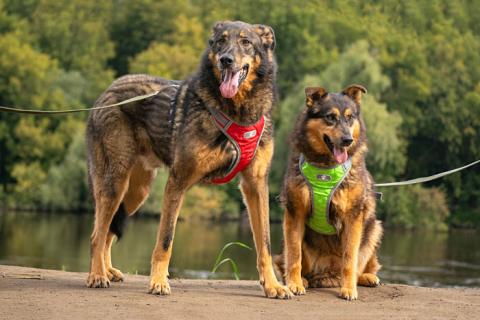 В дар собаку. Ищем дом для двух неразлучных сердец Коннора и Лизы. Фото1