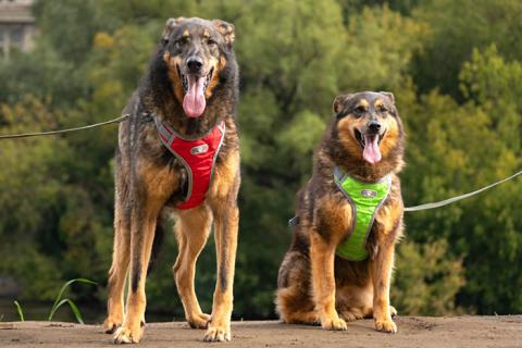 В дар собаку. Ищем дом для двух неразлучных сердец Коннора и Лизы. Фото2