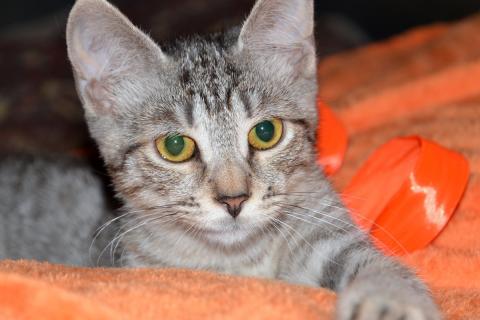 В дар кошку. Полосатый котенок Мия в добрые руки. Фото1