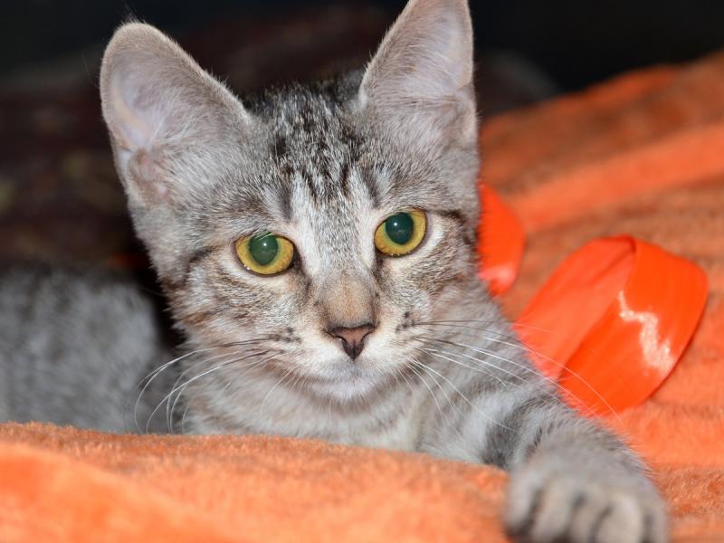 В дар кошку