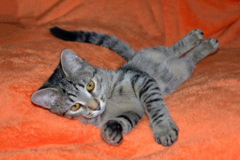 В дар кошку. Полосатый котенок Мия в добрые руки. Фото2