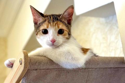 В дар кошку. Кошечка Зося, трехцветное счастье ищет дом. Фото1