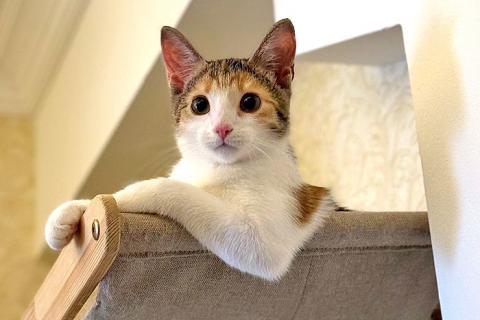 В дар кошку. Кошечка Зося, трехцветное счастье ищет дом. Фото2