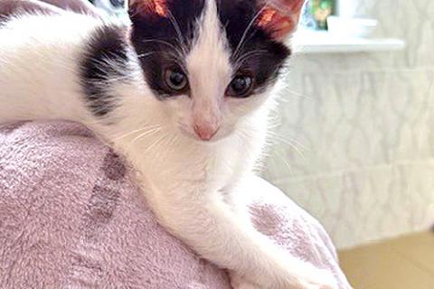 В дар кошку. Ласковый трогательный котёнок Кузя ищет дом . Фото1