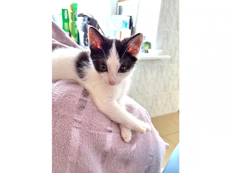 В дар кошку