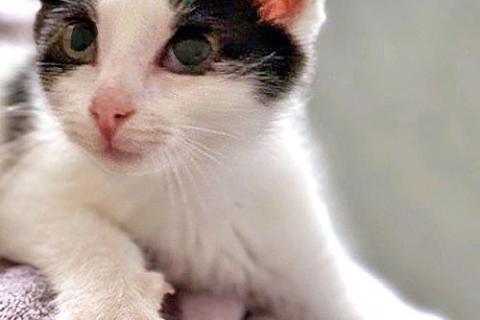 В дар кошку. Ласковый трогательный котёнок Кузя ищет дом . Фото3