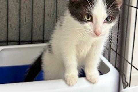 В дар кошку. Ласковый трогательный котёнок Кузя ищет дом . Фото4