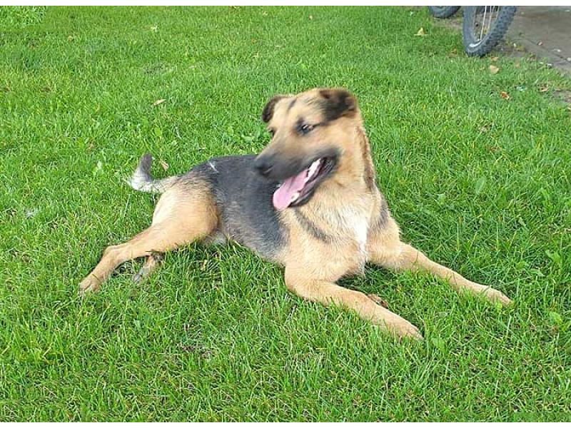 В дар собаку