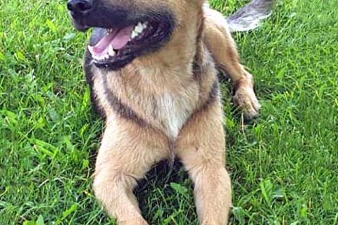 В дар собаку. Ищет дом молодой пес Толик, воплощение дружелюбия . Фото2