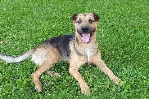 В дар собаку. Ищет дом молодой пес Толик, воплощение дружелюбия . Фото4