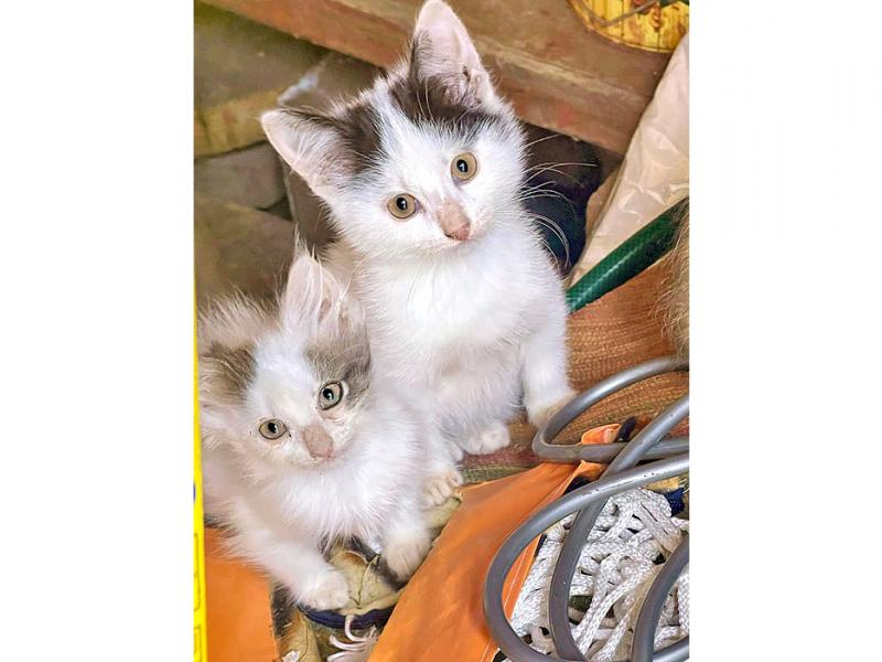 В дар кошку