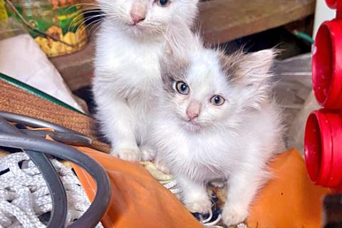 В дар кошку. Три славных котенка, мальчик и девочки ищут дом. Фото2