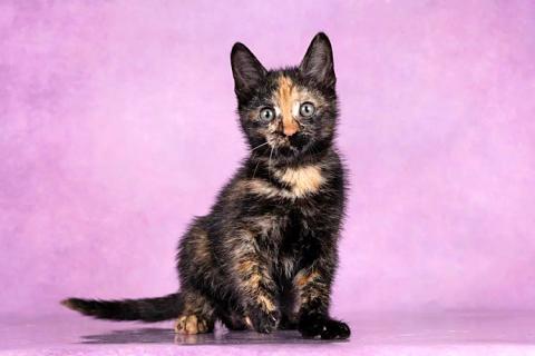 В дар кошку. Кото-девочки Ницу и Трес, ласковые солнышки в добрые руки. Фото3