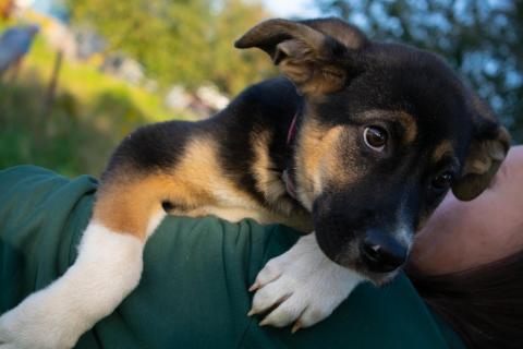 В дар собаку. Весёлый трехцветный щенок Черри в добрые руки. Фото1