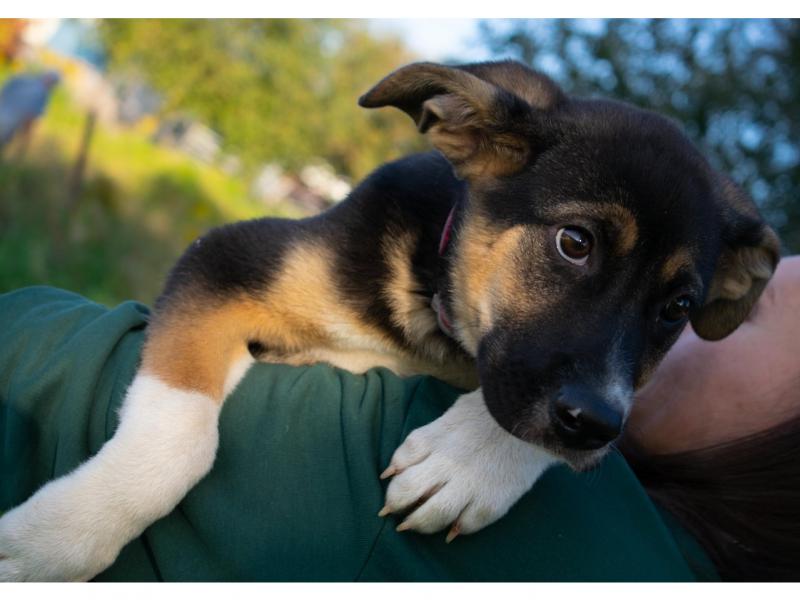 В дар собаку