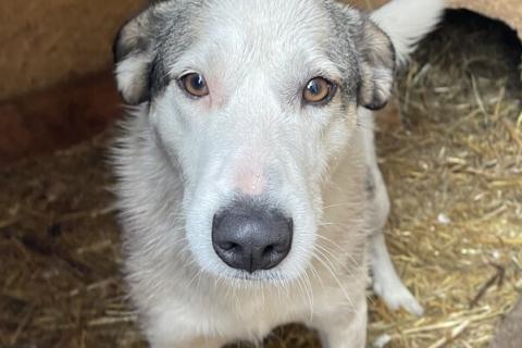 В дар собаку. Нежную Беллу хотели утопить в гудроне. Фото1