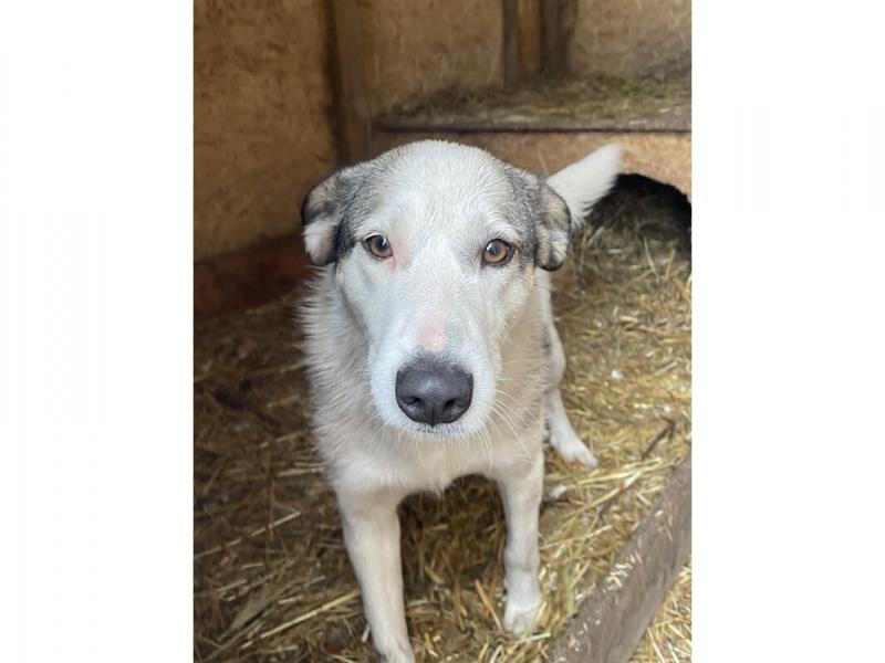 В дар собаку