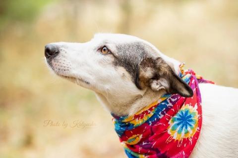 В дар собаку. Нежную Беллу хотели утопить в гудроне. Фото2