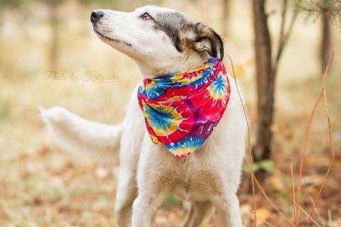 В дар собаку. Нежную Беллу хотели утопить в гудроне. Фото3