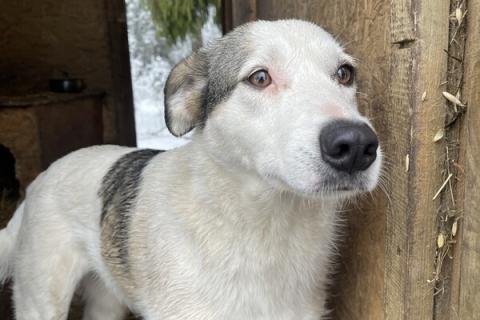 В дар собаку. Нежную Беллу хотели утопить в гудроне. Фото4