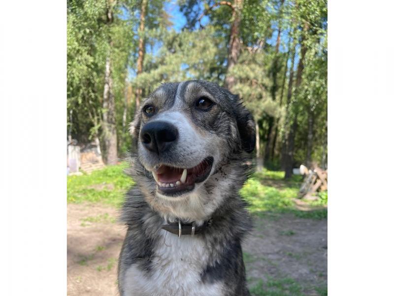 В дар собаку