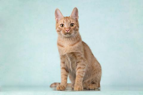 В дар кошку. Юна, чудесная ласковая кошечка-подросток ищет дом. Фото1