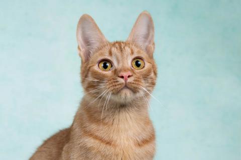 В дар кошку. Юна, чудесная ласковая кошечка-подросток ищет дом. Фото2