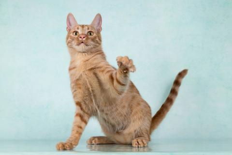 В дар кошку. Юна, чудесная ласковая кошечка-подросток ищет дом. Фото3