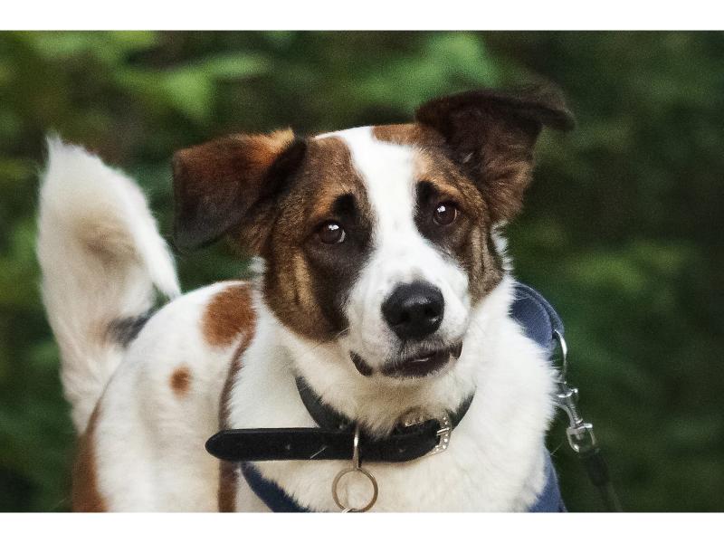 В дар собаку