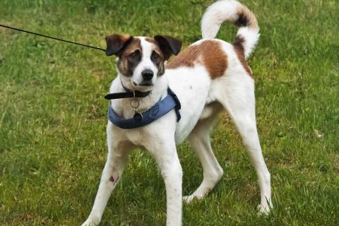 В дар собаку. Познакомьтесь с невероятно спокойным и умным Арни!. Фото2