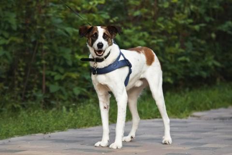 В дар собаку. Познакомьтесь с невероятно спокойным и умным Арни!. Фото3