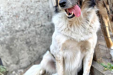 В дар собаку. Ищем дом для Санты, собаки светлой души. Фото2