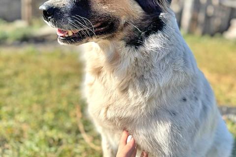 В дар собаку. Ищем дом для Санты, собаки светлой души. Фото3