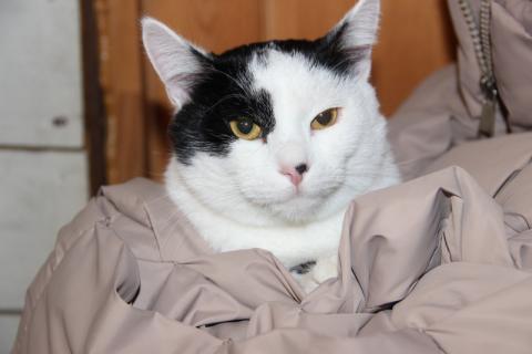 В дар кошку. Нежный и абсолютно бесконфликтный парень Симба в дар. Фото1