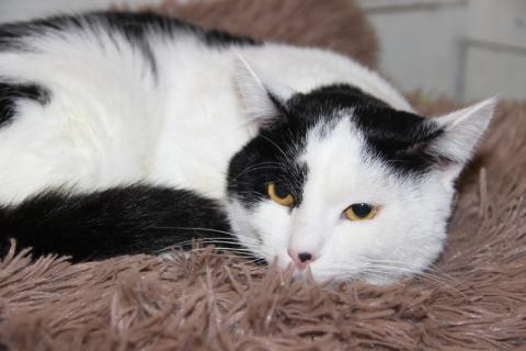 В дар кошку. Нежный и абсолютно бесконфликтный парень Симба в дар. Фото2