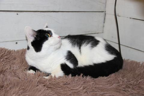 В дар кошку. Нежный и абсолютно бесконфликтный парень Симба в дар. Фото3