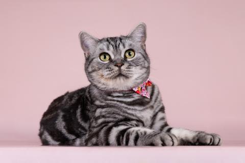 В дар кошку. Шотландская мраморная кошка Моника в добрые руки. Фото3