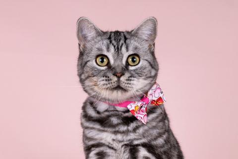 В дар кошку. Шотландская мраморная кошка Моника в добрые руки. Фото4