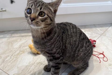 В дар кошку. Серый котенок малыш Гномик ищет дом. Фото1