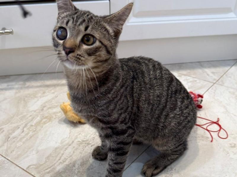 В дар кошку